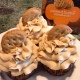 PB Sandwich Cupcakes: Oatmeal cupcake baked with cookie pieces with peanut butter buttercream and a cookie